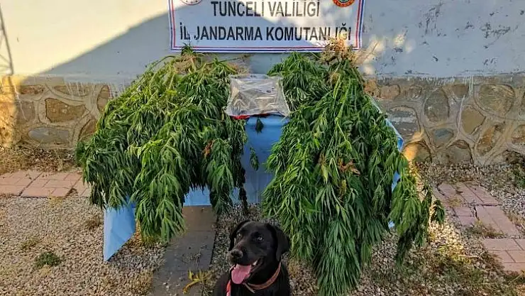 Tunceli'de uyuşturucu operasyonu
