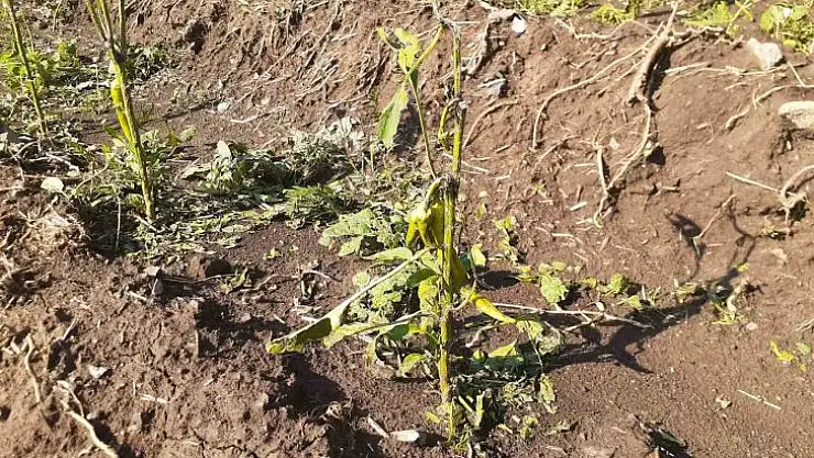 Tunceli'de yıldırım isabet eden 2 kişi yaralandı