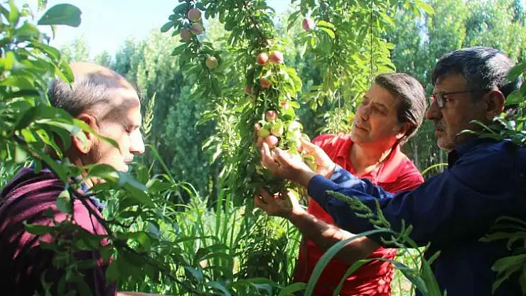 UNESCO Dünya Miras Listesinde bulunan Hevsel Bahçelerinde erik hasadı