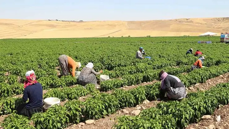 Üniversiteyi maddi imkanlar elvermediği için bıraktı, 60 kişiye ekmek kapısı oldu
