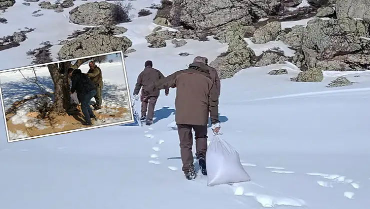 Yaban hayvanları için yemleme çalışması yapıldı