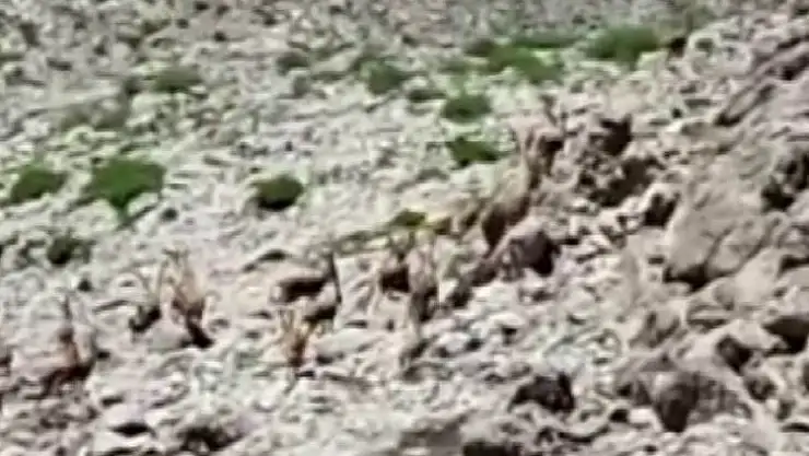 Yürüyüş yaparken sürü halinde dağ keçilerine denk geldi