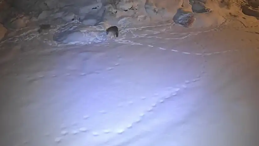 Açlıktan bitkin düşen kurt kameraya takıldı