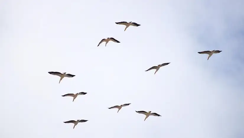 Onlarca leylek gökyüzünü renklendirdi