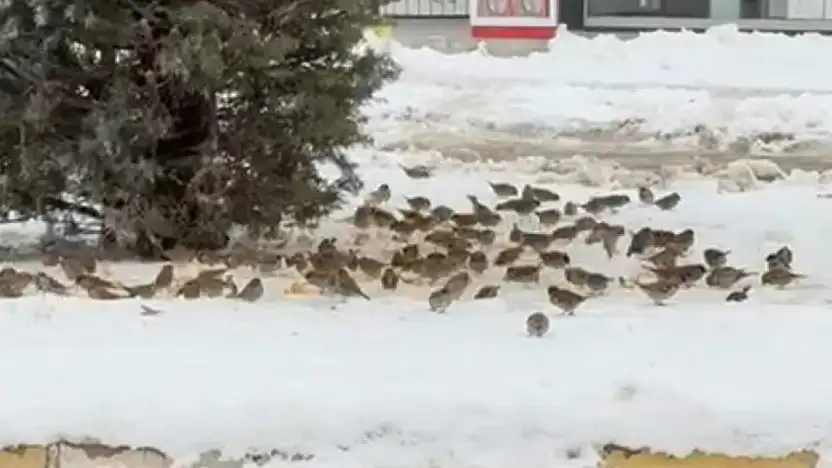 Kuşlar aç kalmasın diye Elazığ'da kar üzerine kurulan sevgi sofrası