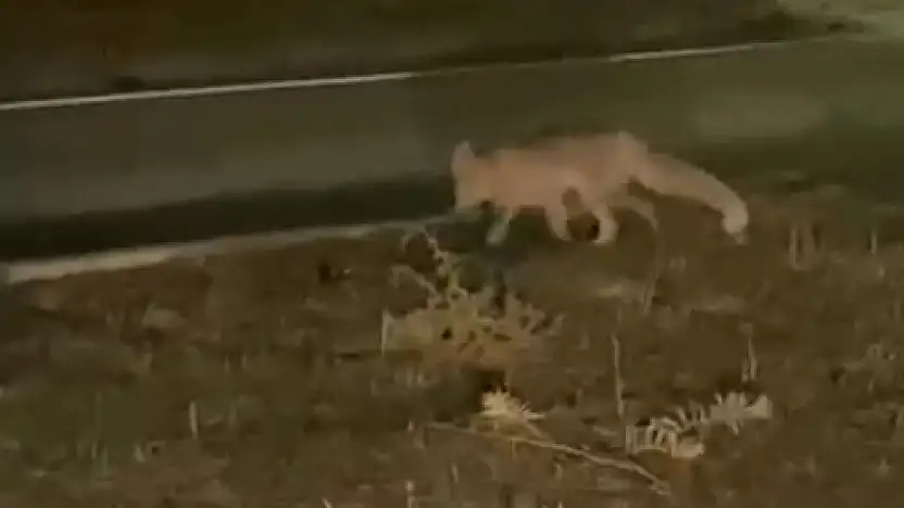 Şehir merkezinde tilki sürprizi