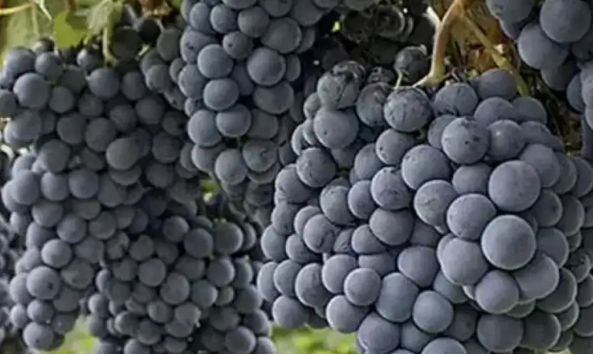 Harput'un mor salkımlı hazinesi: Öküzgözü ve 'Bağ Bozumu' şenliği