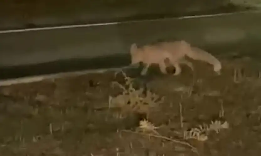 Şehir merkezinde tilki sürprizi